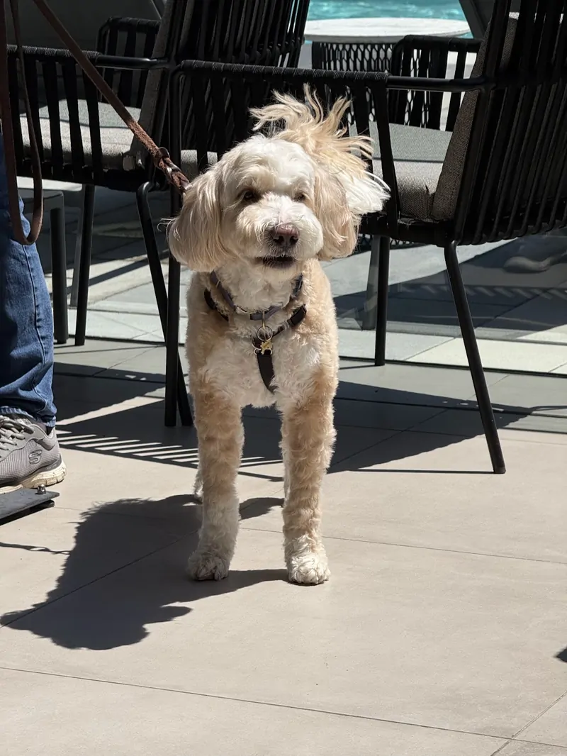 Dog photo before a visual costume edit